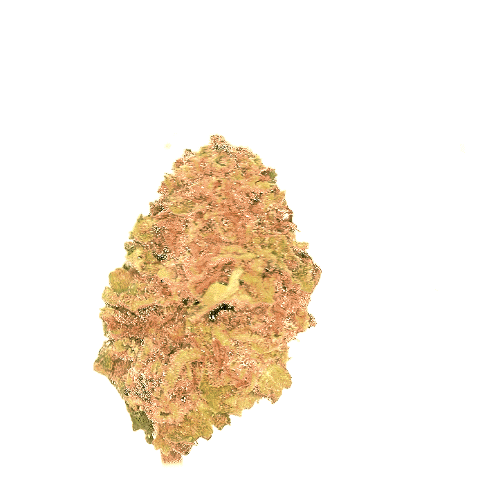 LeGrossiste Blue Zushi CBD-blomster 25 g drivhus mynte