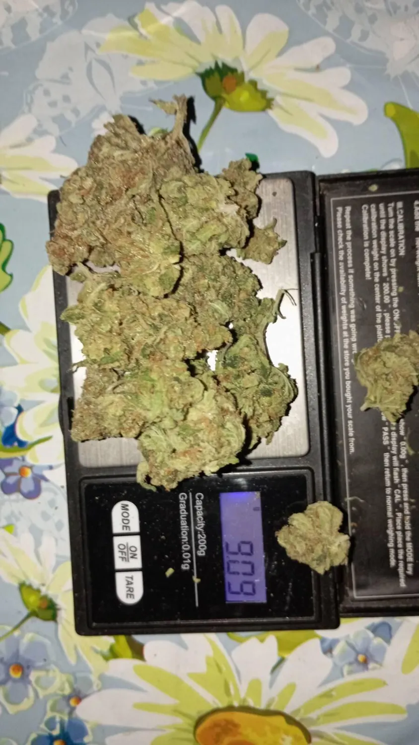 Canapuff T8HC King Gorilla blomst 1g 99%
