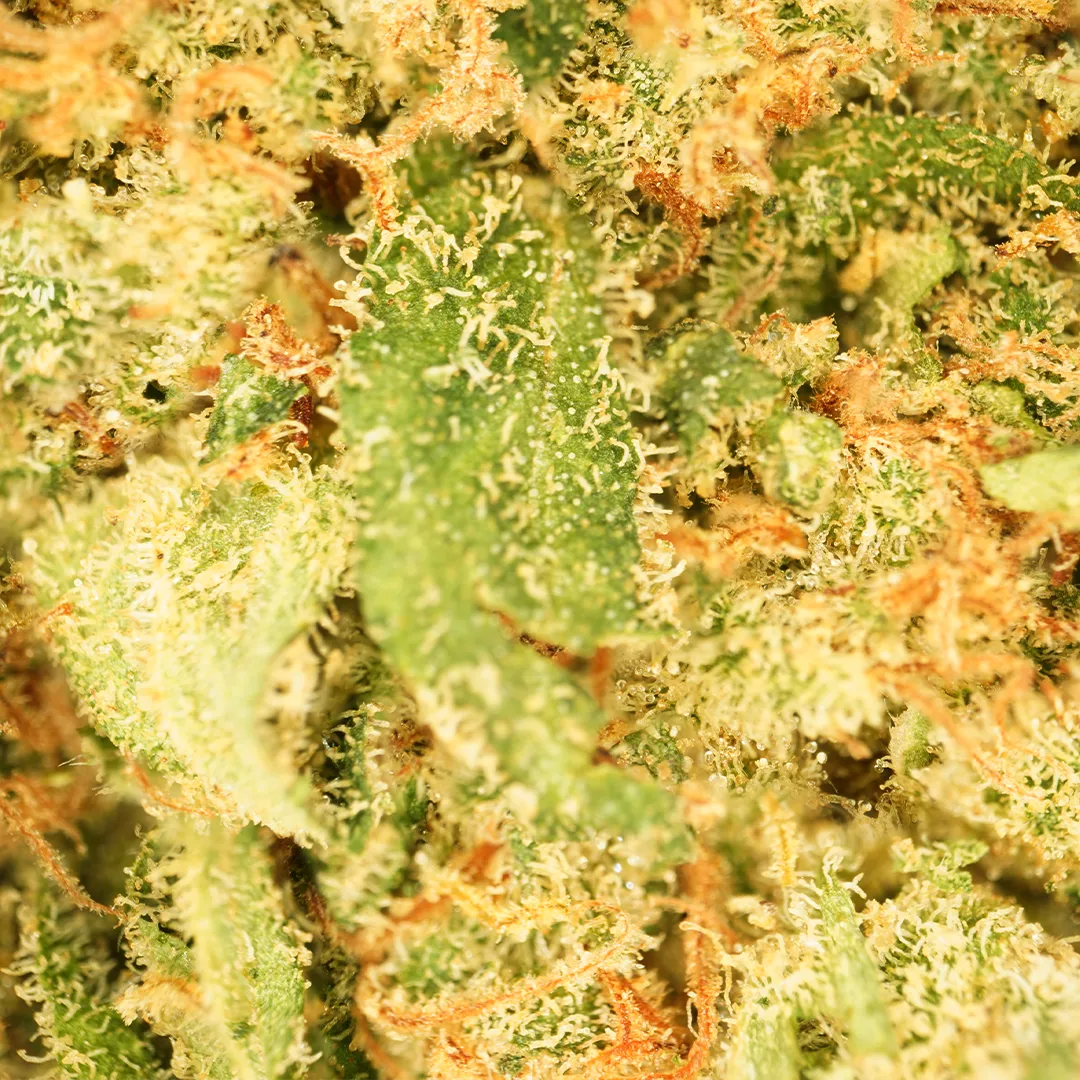 LeGrossiste Blue Dream CBD-blomst hydro 25 gram