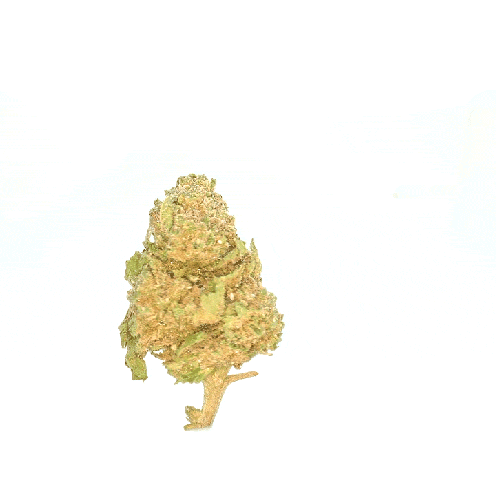 LeGrossiste Hawaiian CBD-småblomst drivhus tropisk
