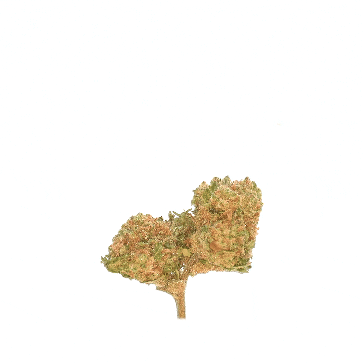 LeGrossiste Harlequin CBD-blomst 25 g drivhus myk