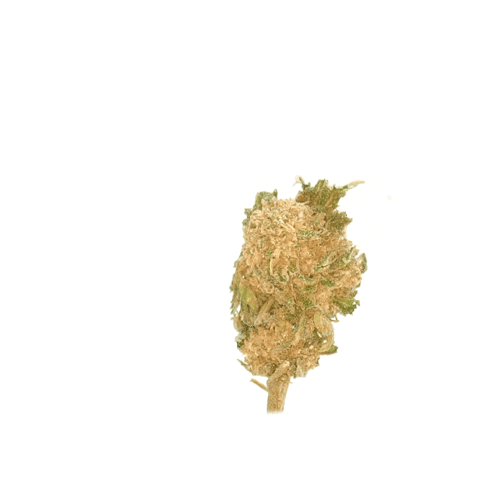 LeGrossiste Cali Grape småbuds 2 gram drivhus