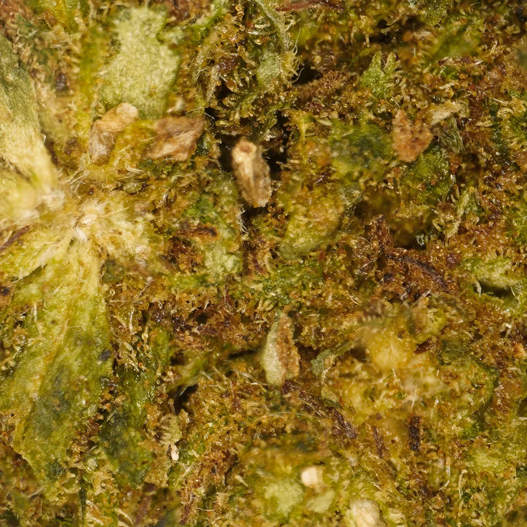 LeGrossiste Petites Têtes Cheese CBD-blomst 25 g greenhouse