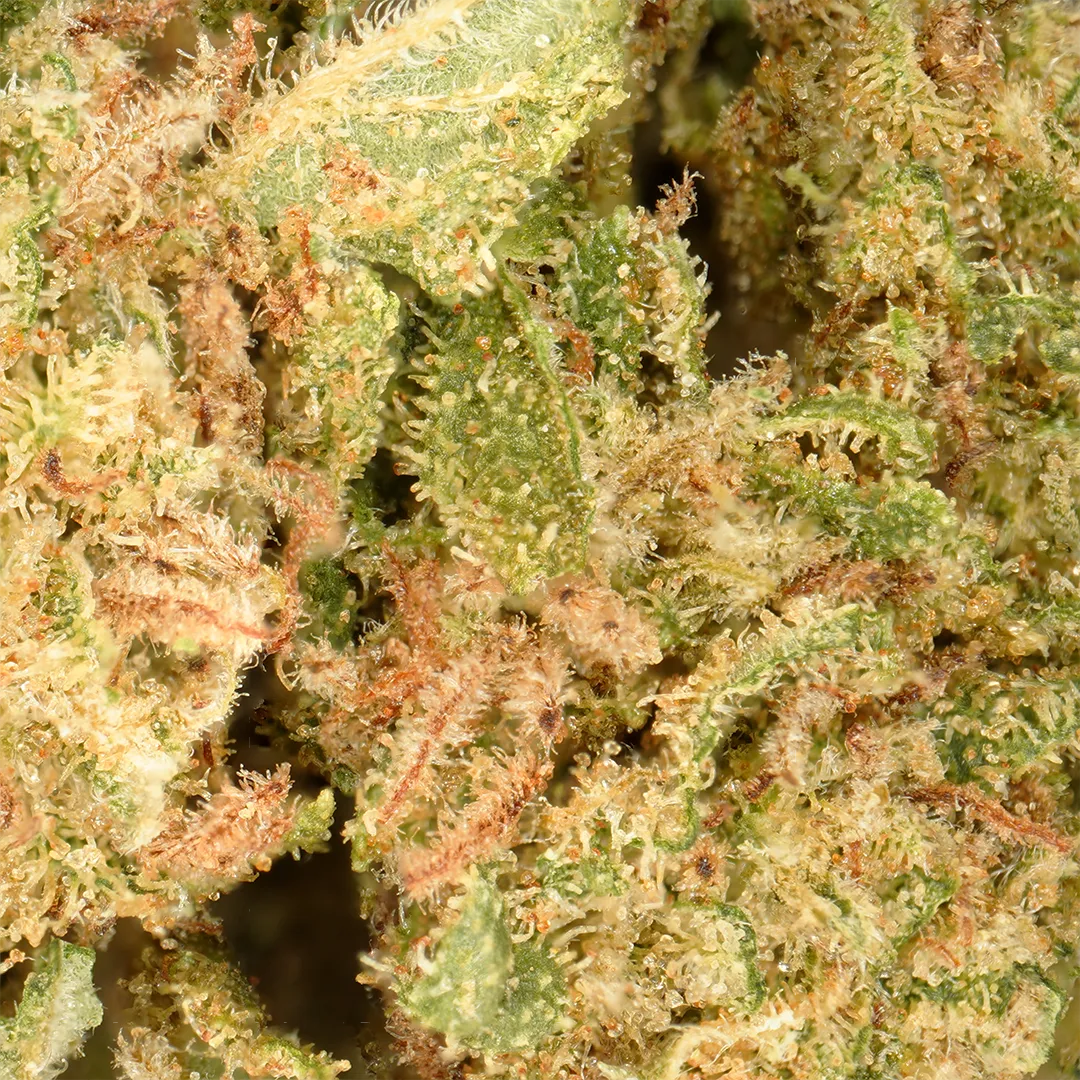 LeGrossiste Super Skunk småblomst 25g sitrus