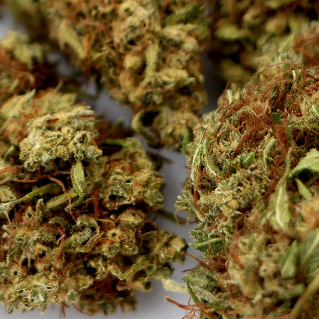 LeGrossiste Lemon CBD-blomst 2 gram outdoor sitron