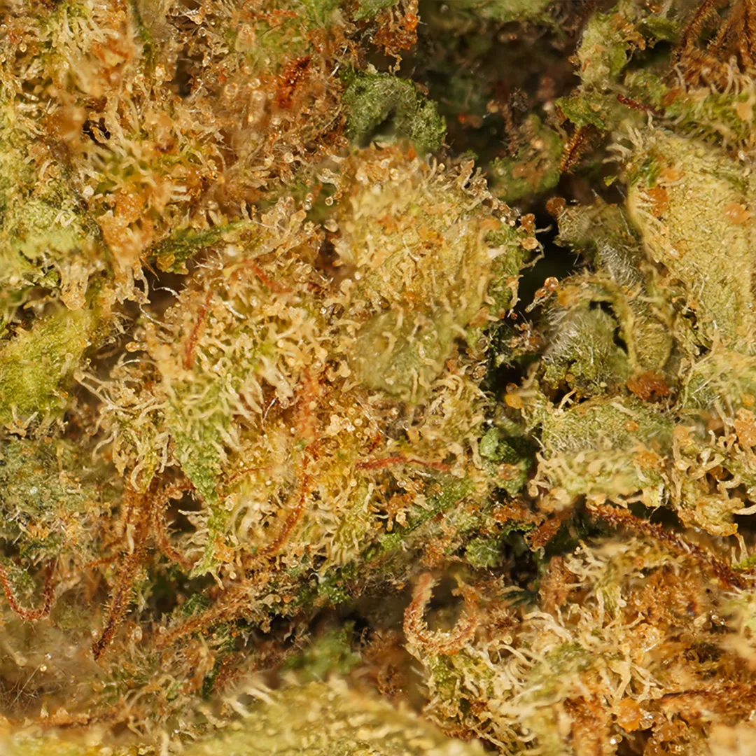 LeGrossiste Gelato Indoor CBD-blomster 25 gram kremet søt